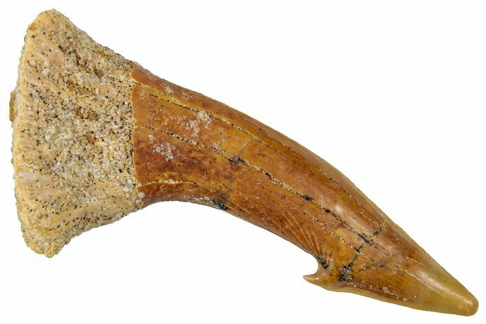 Fossil Sawfish (Onchopristis) Rostral Barb - Morocco #351698